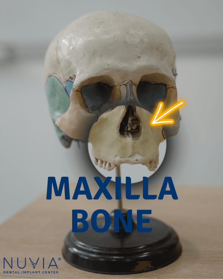 maxilla bone